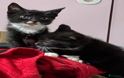 Mixed Breed cats for sale: 3x tuxedo 1x all black kittens - Image 24