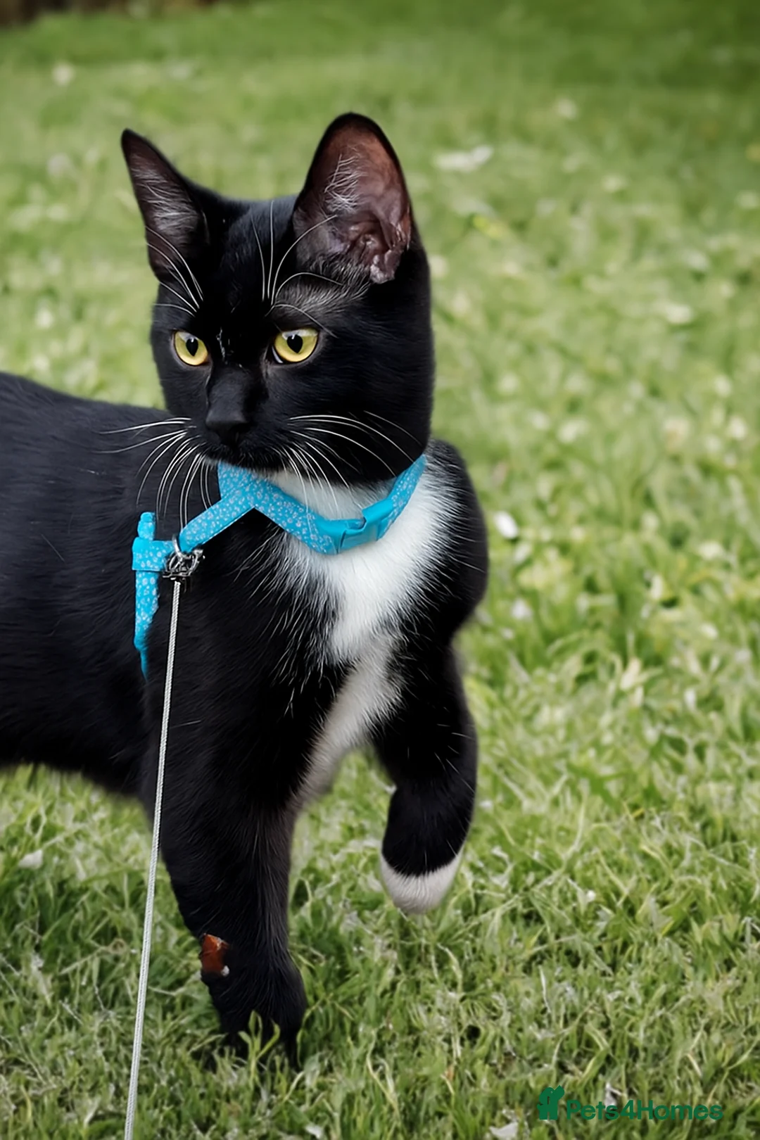 Domestic Shorthair cats for sale: urgent! Please don’t scroll past us :( 2yo sisters - Advert 4