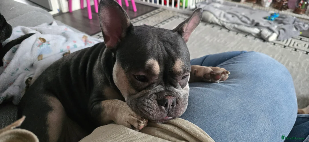 French Bulldog dogs for sale: French bulldog  - Advert 5