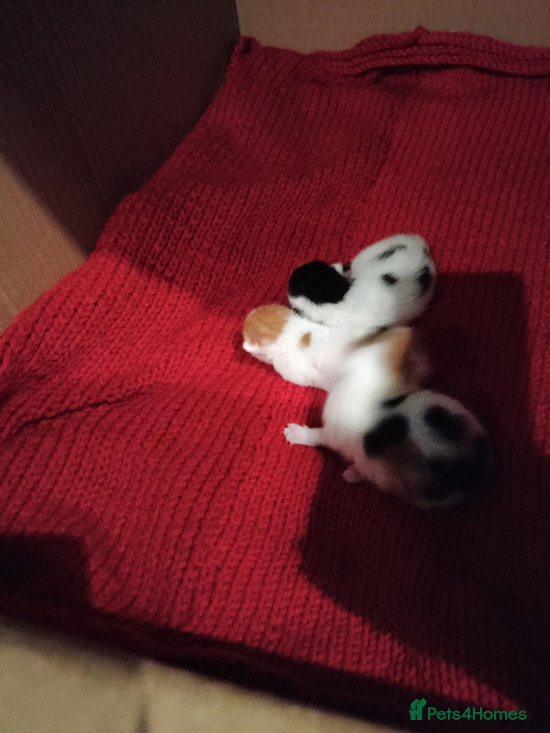 Mixed Breed cats for sale: Kittens  - Image 2