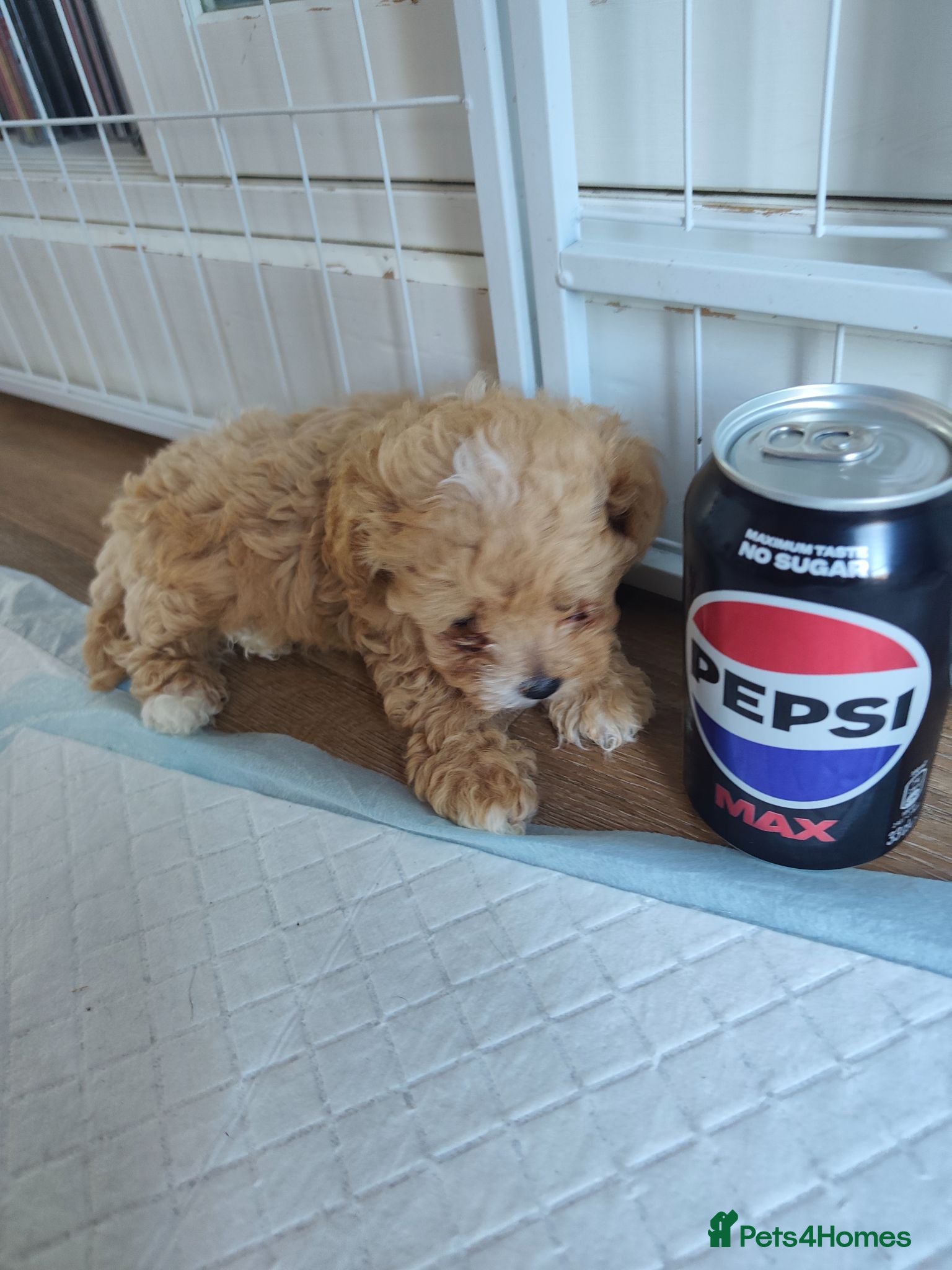Maltipoo dogs Very Tiny toy F1B maltipoos - Advert 8