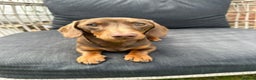 Miniature Dachshund dogs for stud: True miniature Dachshund  - Advert 1