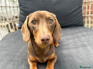 Miniature Dachshund dogs True miniature Dachshund - Advert 1