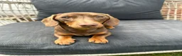 Miniature Dachshund dogs for stud: True miniature Dachshund  - Advert 1