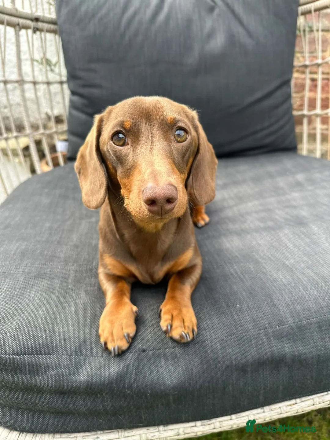 Miniature Dachshund dogs for stud: True miniature Dachshund  - Advert 1