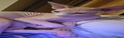 Sphynx cats for sale: Male sphynx - Advert 2