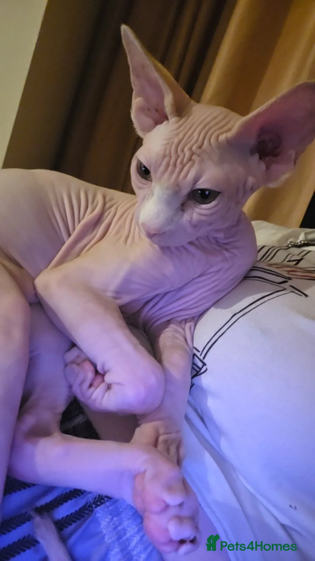 Sphynx cats for sale: Male sphynx - Advert 2