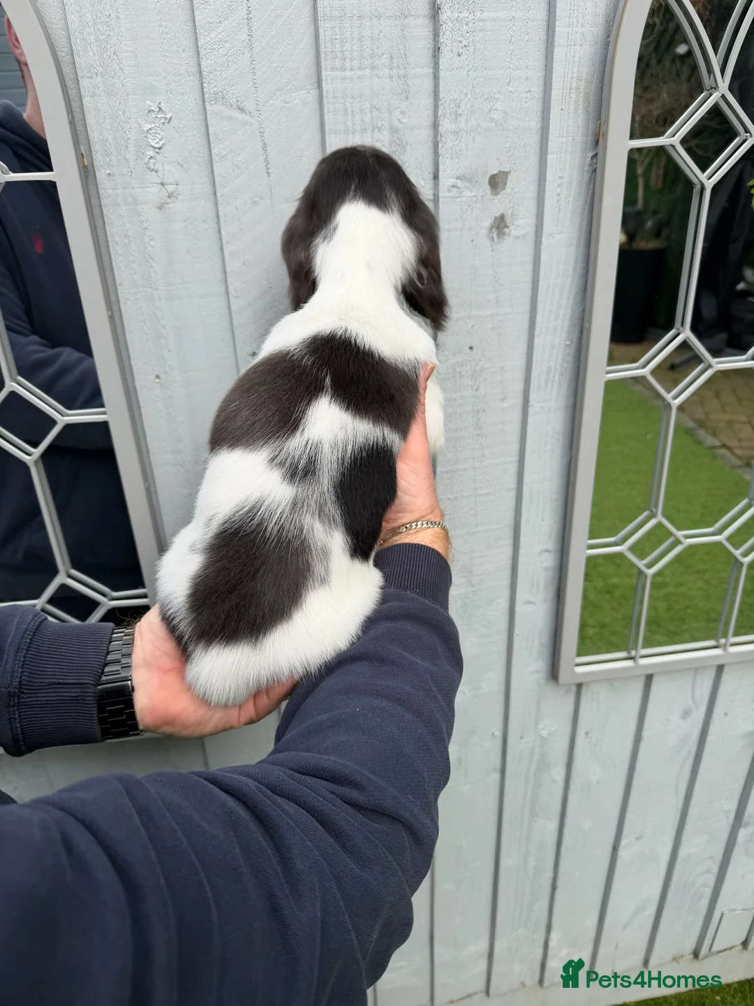 Miniature Dachshund dogs for sale: Miniature dachshunds puppies long and short coats - Advert 6