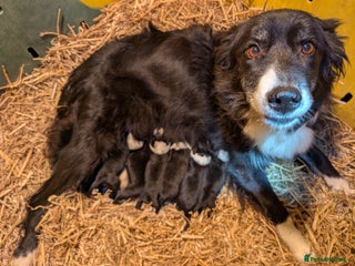 Border Collie dogs Border Collie Pups - Advert 3