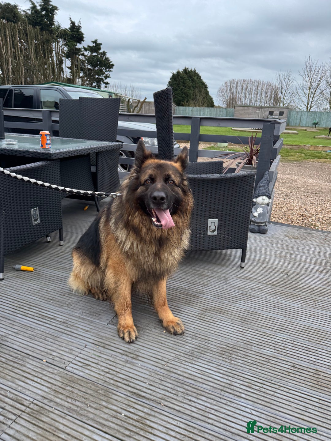 German Shepherd dogs for sale: German shepherds - Advert 9