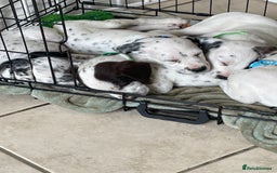 Mixed Breed dogs for sale:  Dalmaspoodles! Dalmation X springer/poodle pups - Image 32