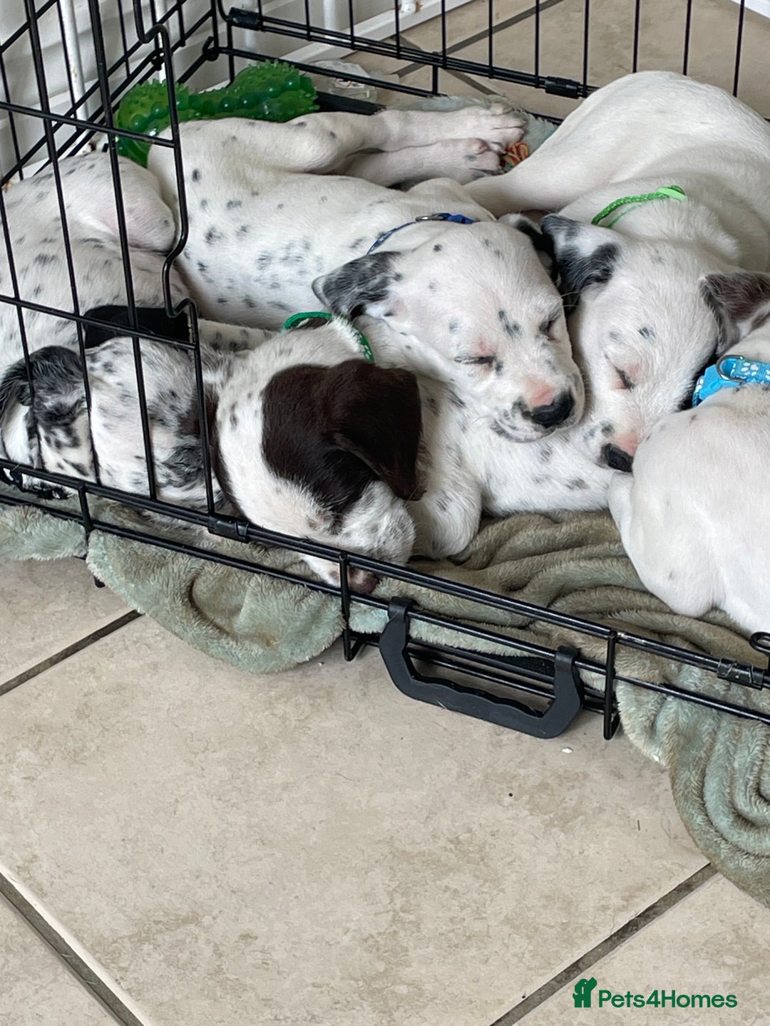 Mixed Breed dogs for sale:  Dalmaspoodles! Dalmation X springer/poodle pups - Image 32