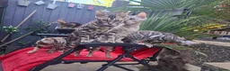 Bengal cats for sale: Show Quality Bengal Kittens – 5★ Licensed Cattery - Advert 6
