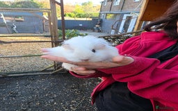 Guinea Pig rodents for sale: Long haired  - Advert 9