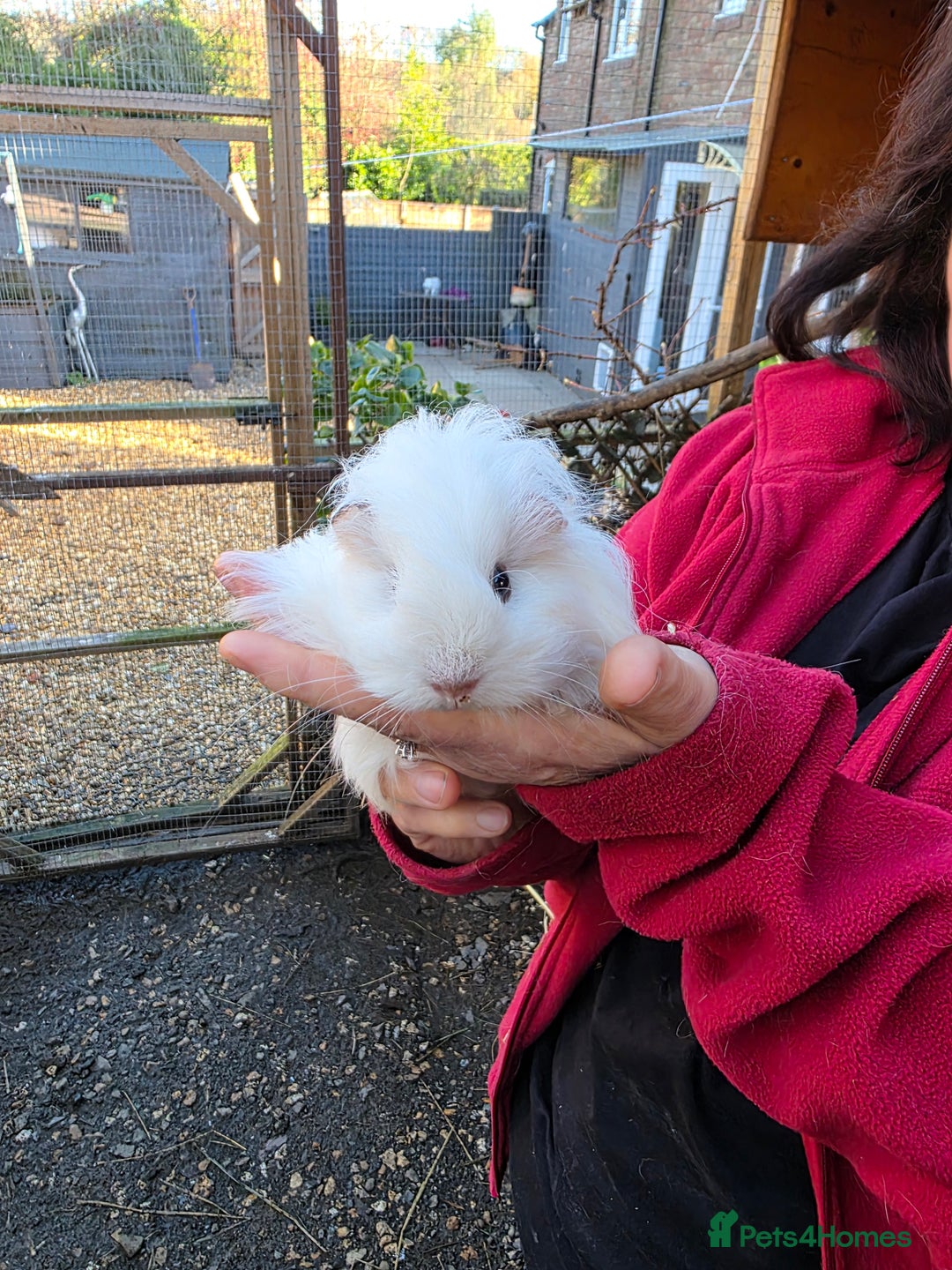 Guinea Pig rodents for sale: Long haired  - Advert 9