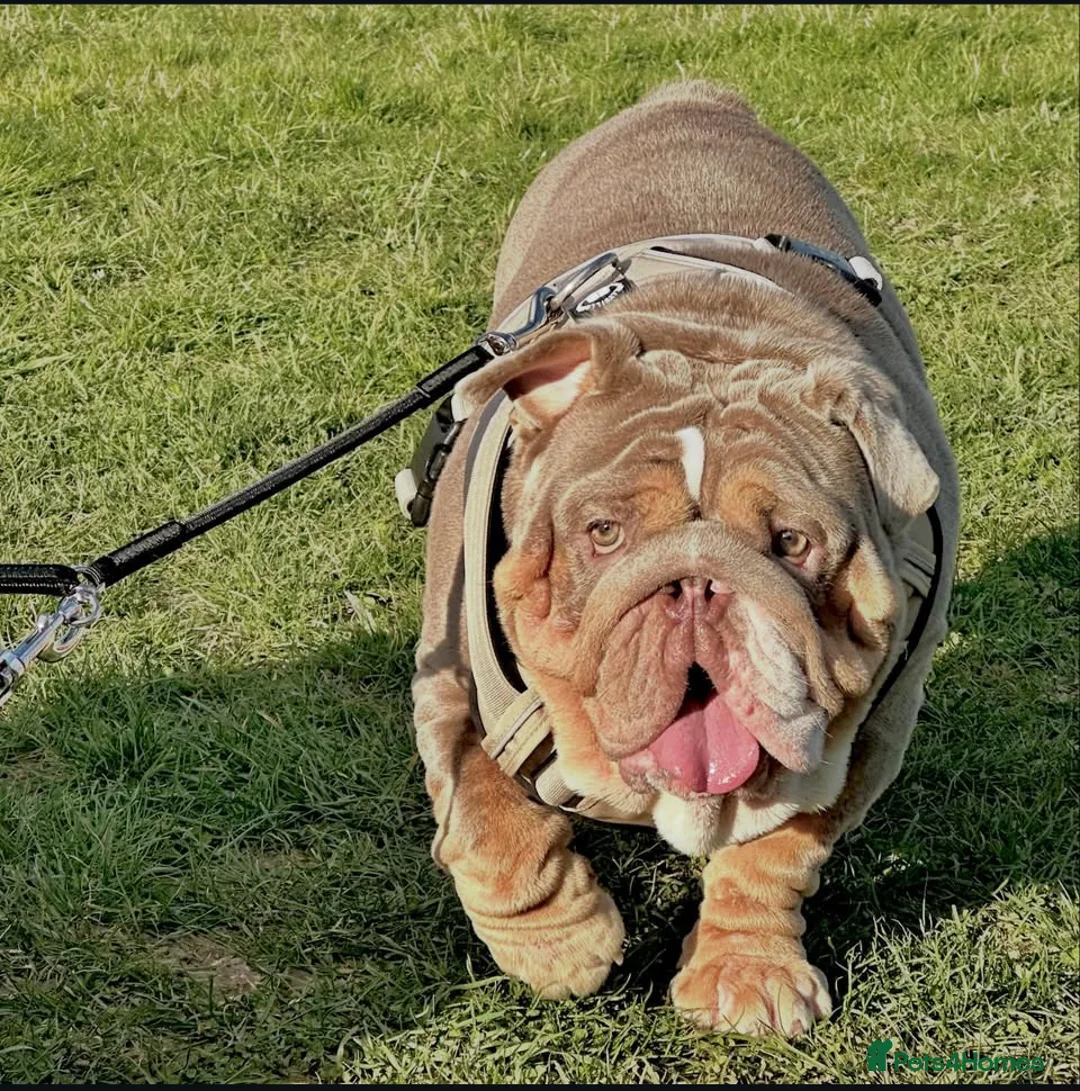 English Bulldog dogs for sale: 14 months old English Bulldog - Advert 1