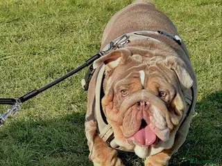 English Bulldog dogs 14 months old English Bulldog - Advert 6