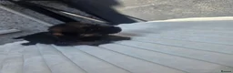Border Terrier dogs for sale: Cracking litter of 8 boarder terrier  - Advert 13
