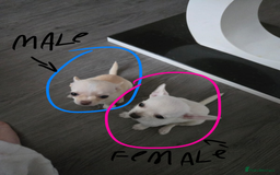 Chihuahua dogs for sale: Two chihuahua puppies for sale  - Image 5