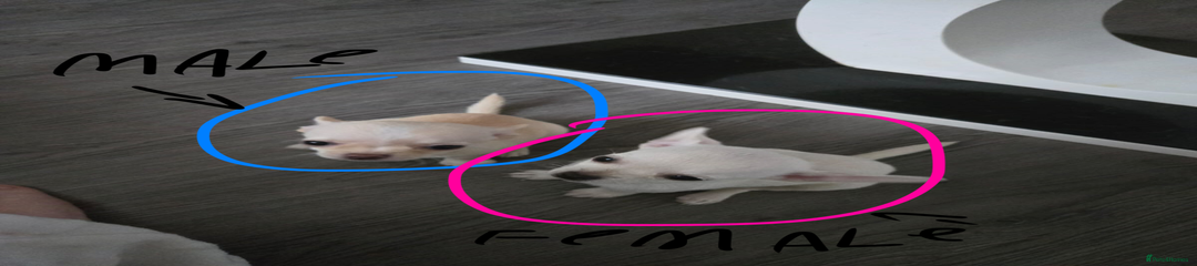 Chihuahua Puppy 1