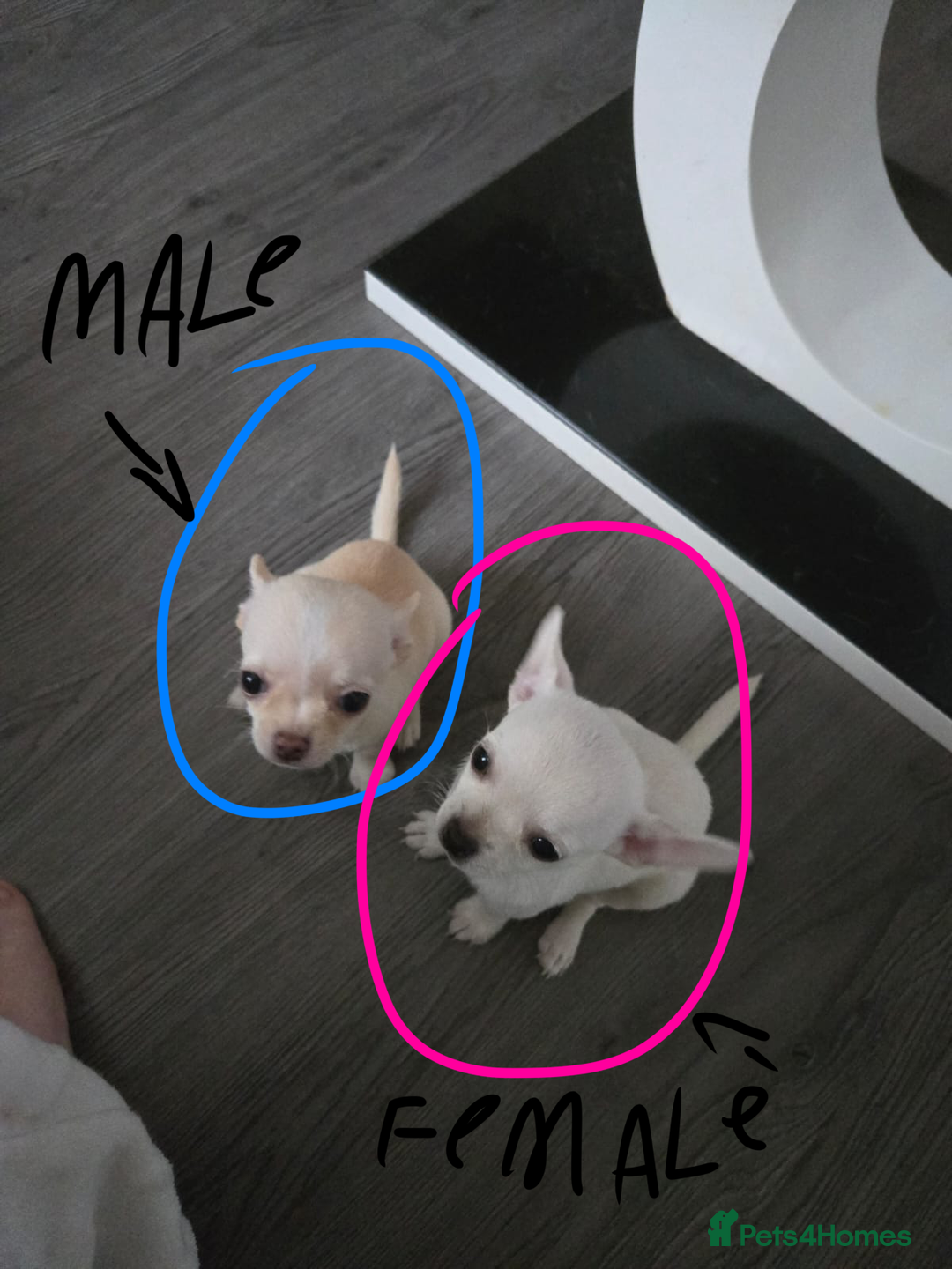 Chihuahua dogs for sale: Two chihuahua puppies for sale  - Image 5