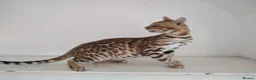Bengal cats for sale: Bengal kitten - Advert 3