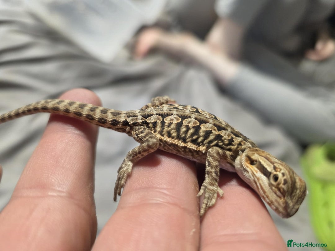 Bearded Dragon reptiles for sale: Baby bearded dragons for sale £80 each  - Advert 9