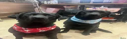 Labrador Retriever dogs for sale: Two Working Labradors Looking for a Home Together - Advert 4