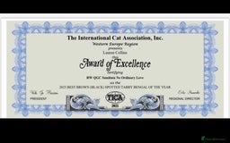 Bengal cats for sale: 😻Tica Best Bengal UK sired Kittens 🏆 🐾 🐱  - Image 35