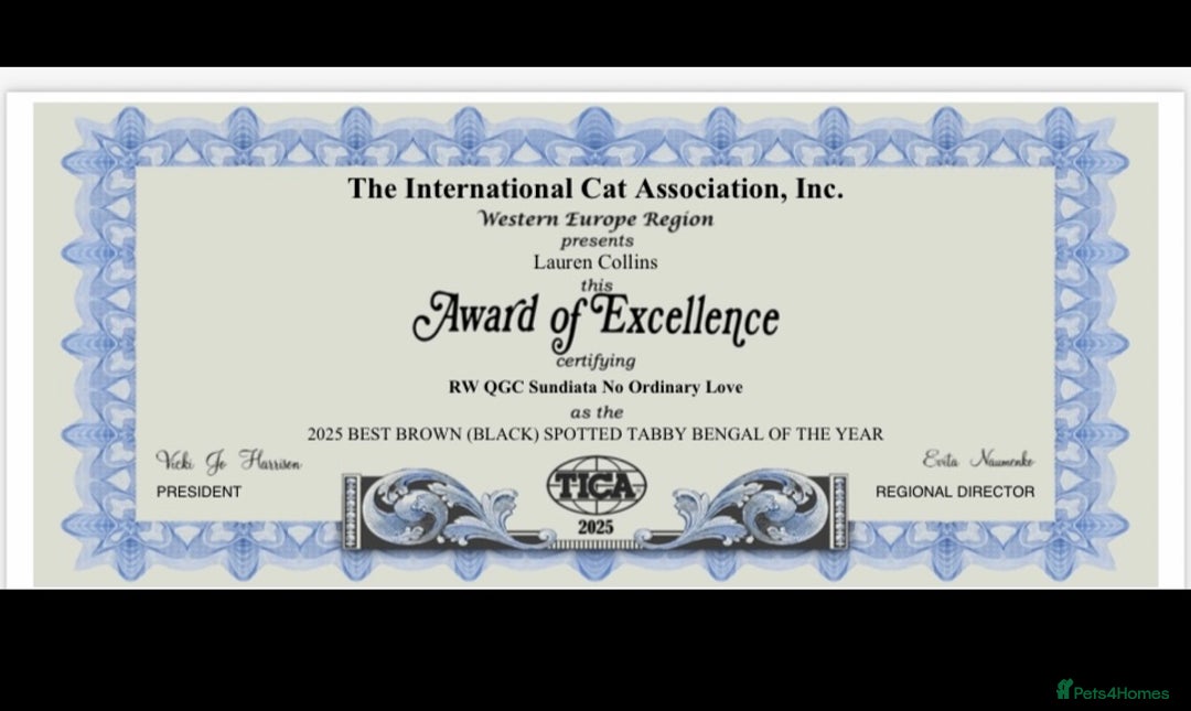 Bengal cats for sale: 😻Tica Best Bengal UK sired Kittens 🏆 🐾 🐱  - Image 35