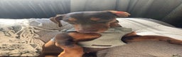 Miniature Dachshund dogs for stud: Miniature Dachshund for stud - Advert 2
