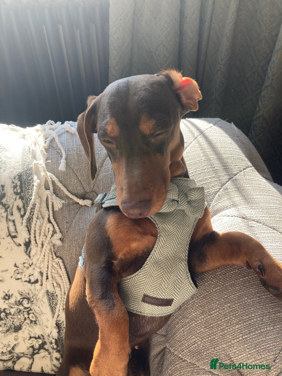 Miniature Dachshund dogs for stud: Miniature Dachshund for stud - Advert 2