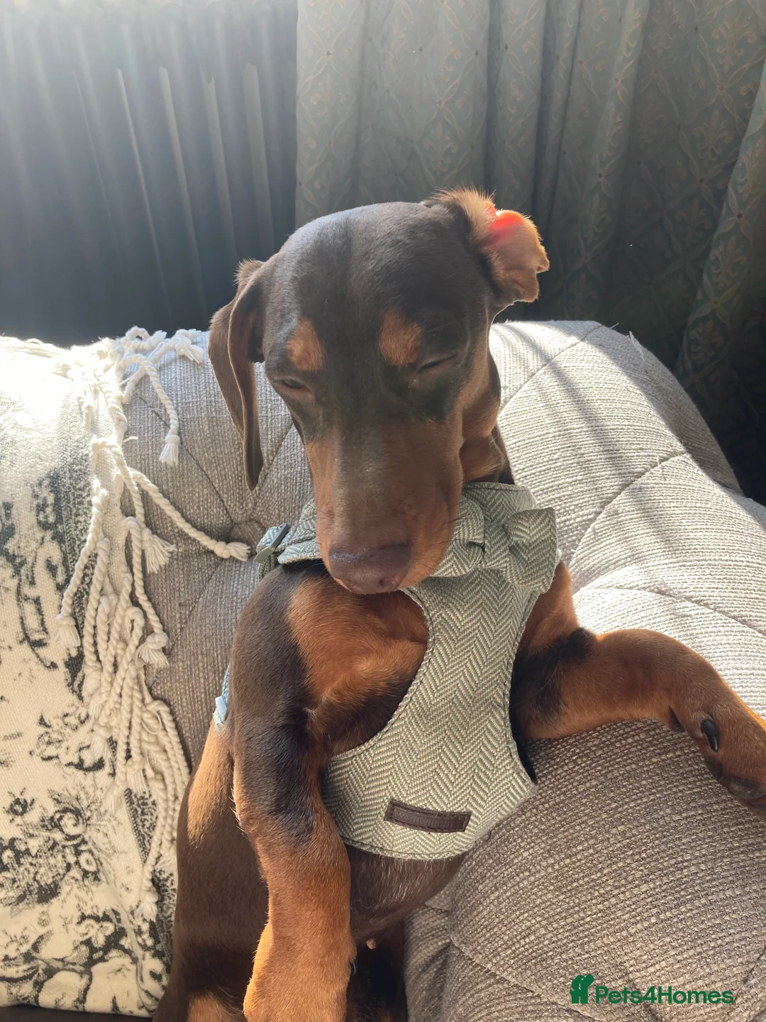 Miniature Dachshund dogs for stud: Miniature Dachshund for stud - Advert 2