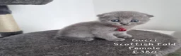 British Shorthair cats for sale: British Short Hair/ Scottish Fold - Advert 7