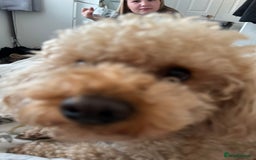 Cavapoo dogs for sale: Cavapoo for rehoming - Advert 3