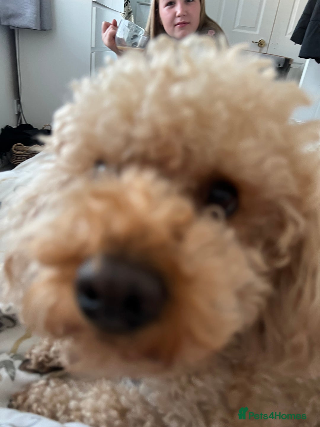 Cavapoo dogs for sale: Cavapoo for rehoming - Advert 3