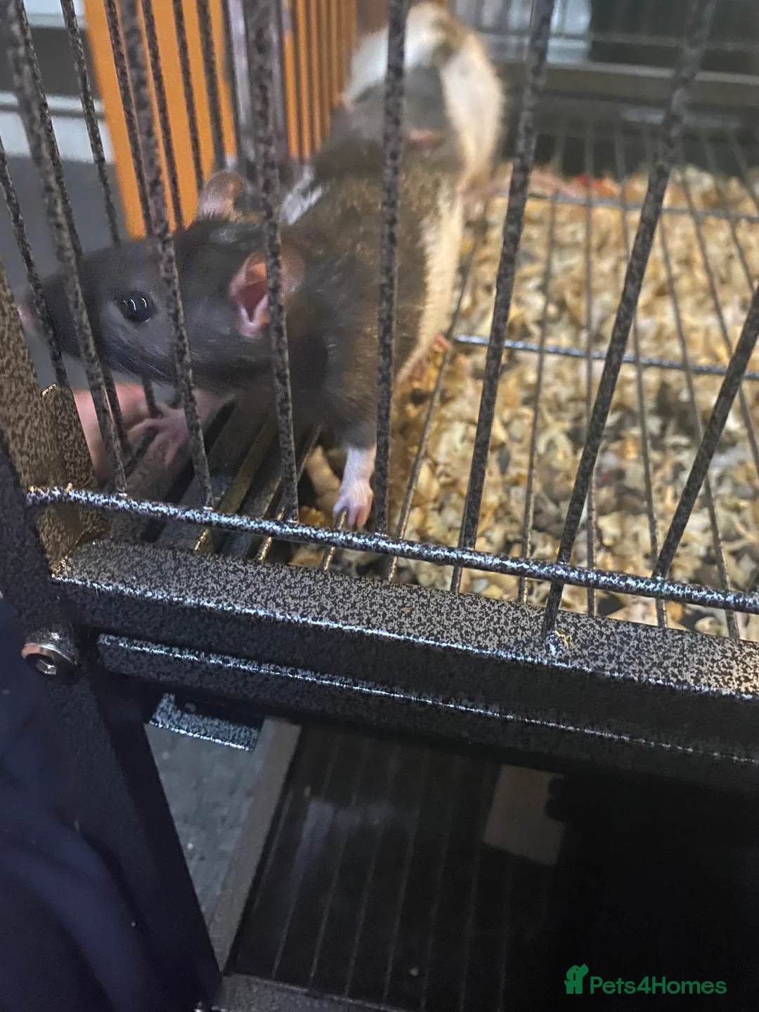 Rat rodents for sale: 2 male rats  - Advert 6