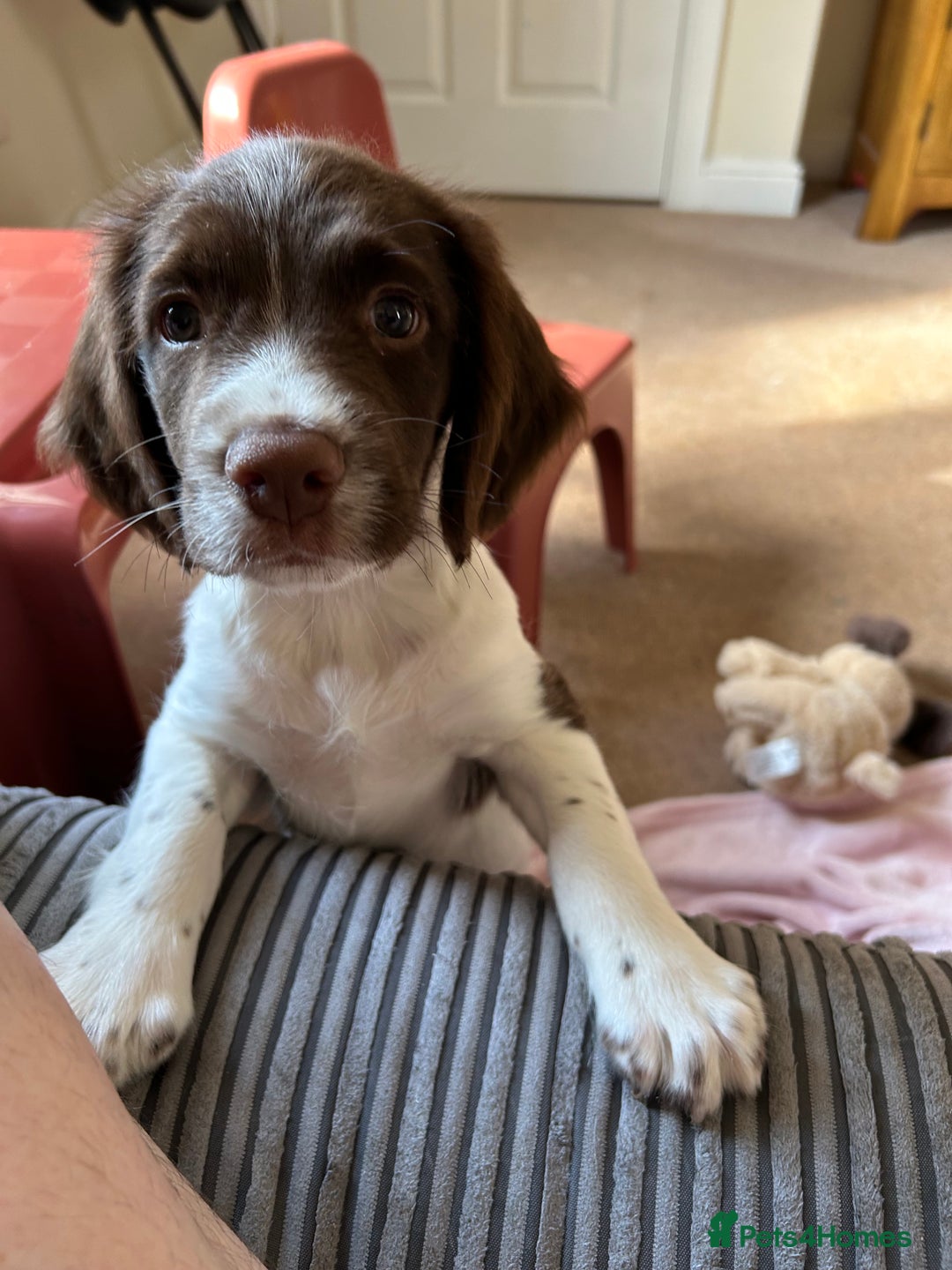 English Springer Spaniel dogs for sale: Doug the springer  - Image 6