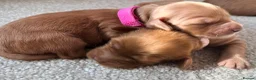 Cockapoo dogs for sale: Cockapoo puppies 3 Girls available  - Advert 26