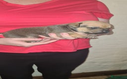 Staffordshire Bull Terrier dogs for sale: Beautiful Staffy puppies. - Image 5