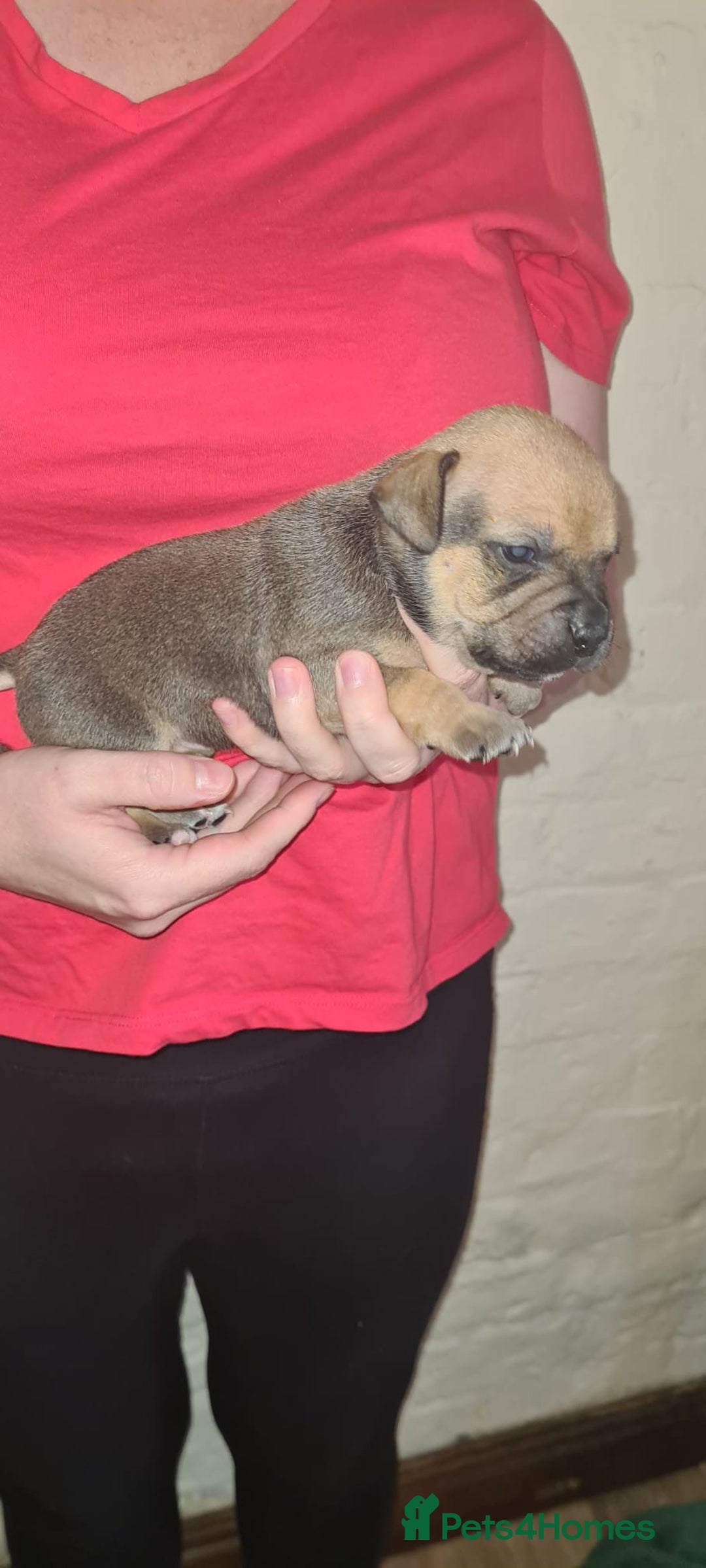Staffordshire Bull Terrier dogs for sale: Beautiful Staffy puppies. - Image 5