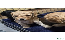 Sproodle dogs for sale: 2nd generation 1/4springer 3/4poodle - Image 1