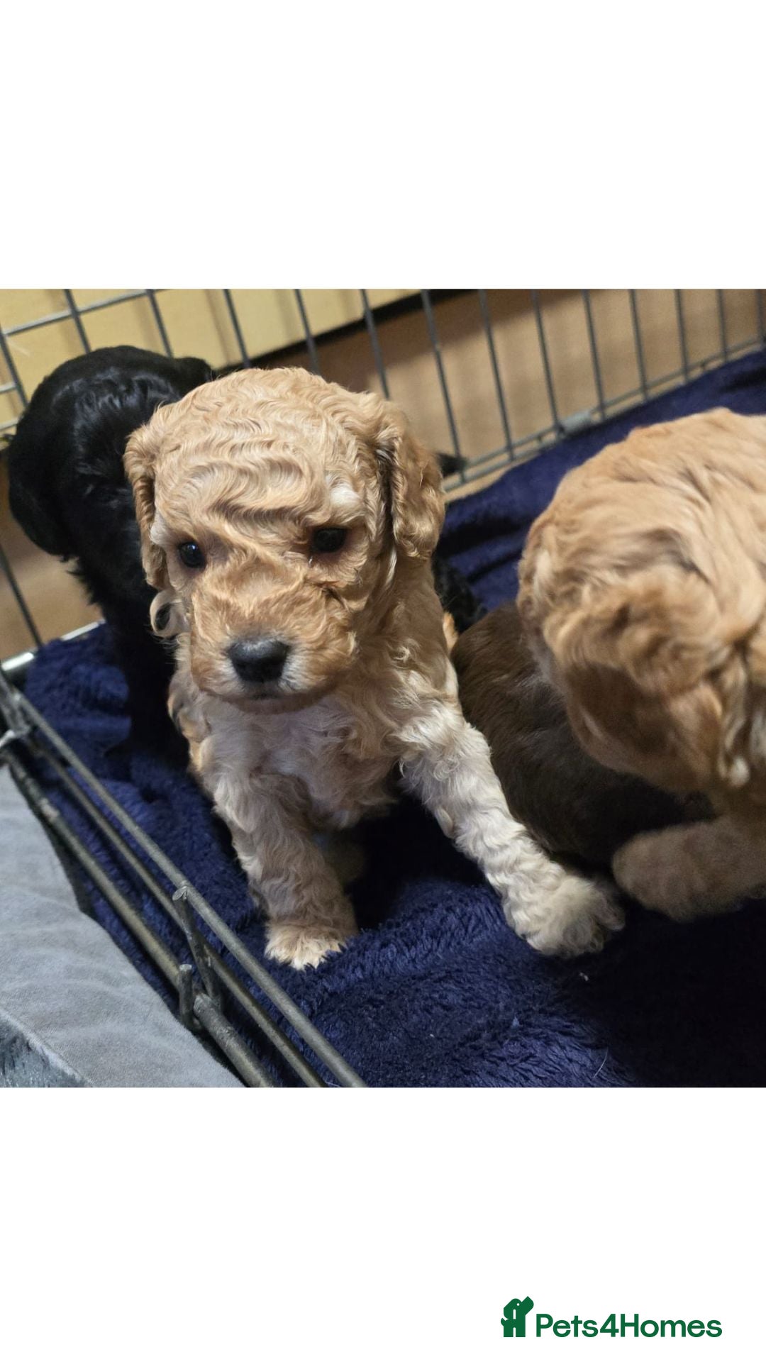 Sproodle dogs for sale: 2nd generation 1/4springer 3/4poodle - Image 1