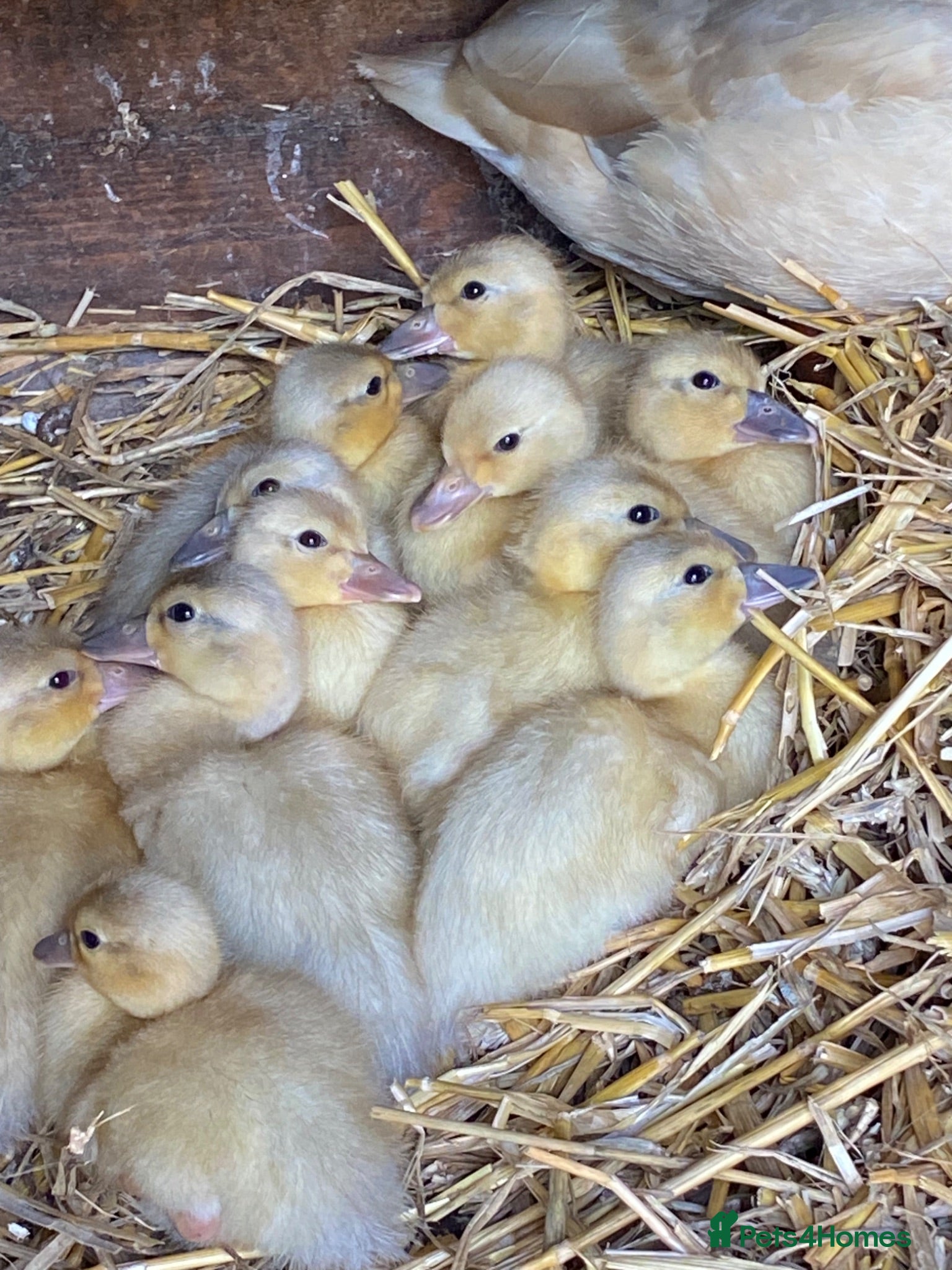 Ducks poultry Apricot Call Duck Ducklings for sale - Advert 1