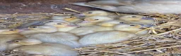 Ducks poultry for sale: Apricot Call Duck Ducklings for sale in Hereford - Advert 1