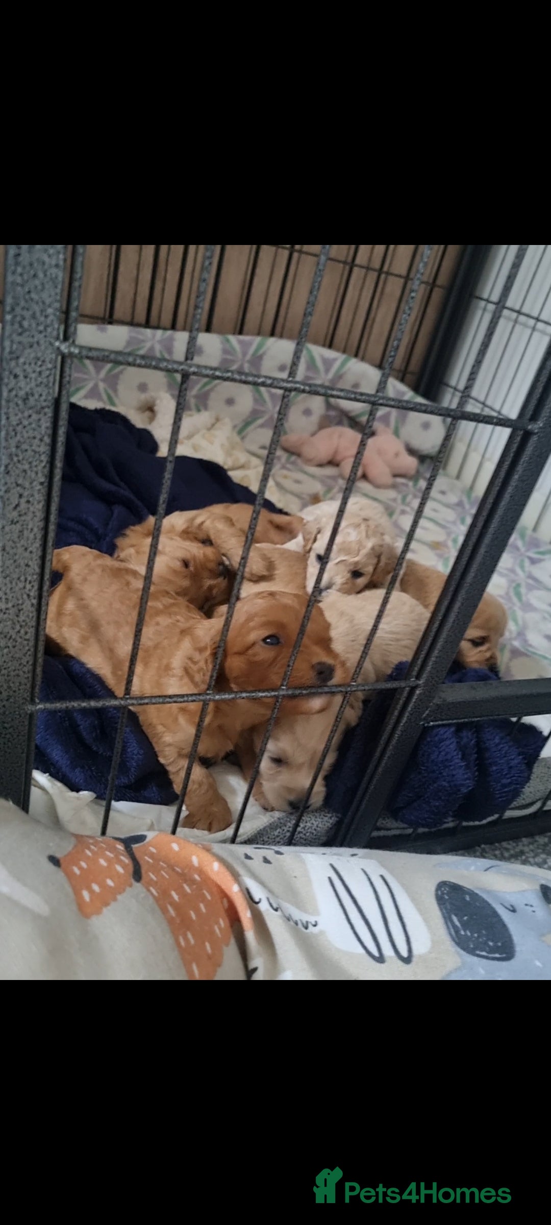 Mixed Breed dogs for sale: Cavapoochons  - Image 2