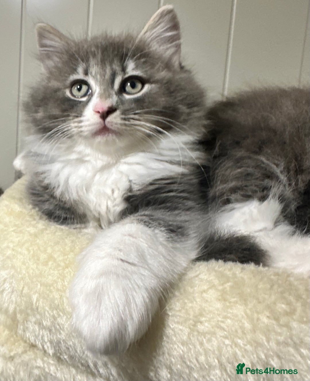 Norwegian Forest Cat cats for sale: 7 Exceptionally beautiful Norwegian Forest kittens - Advert 39