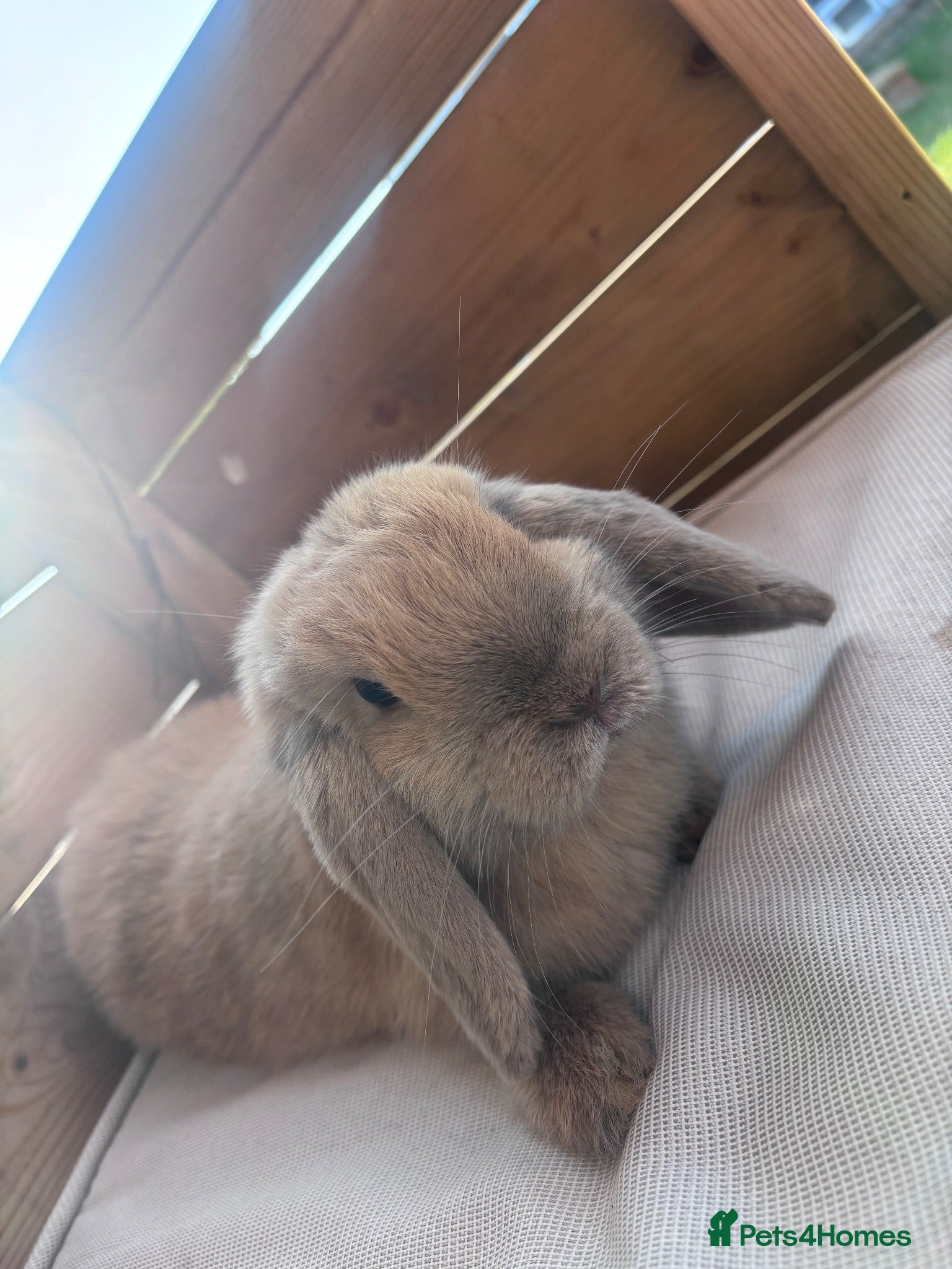 Mini Lop rabbits Mini lop rabbit  - Advert 1