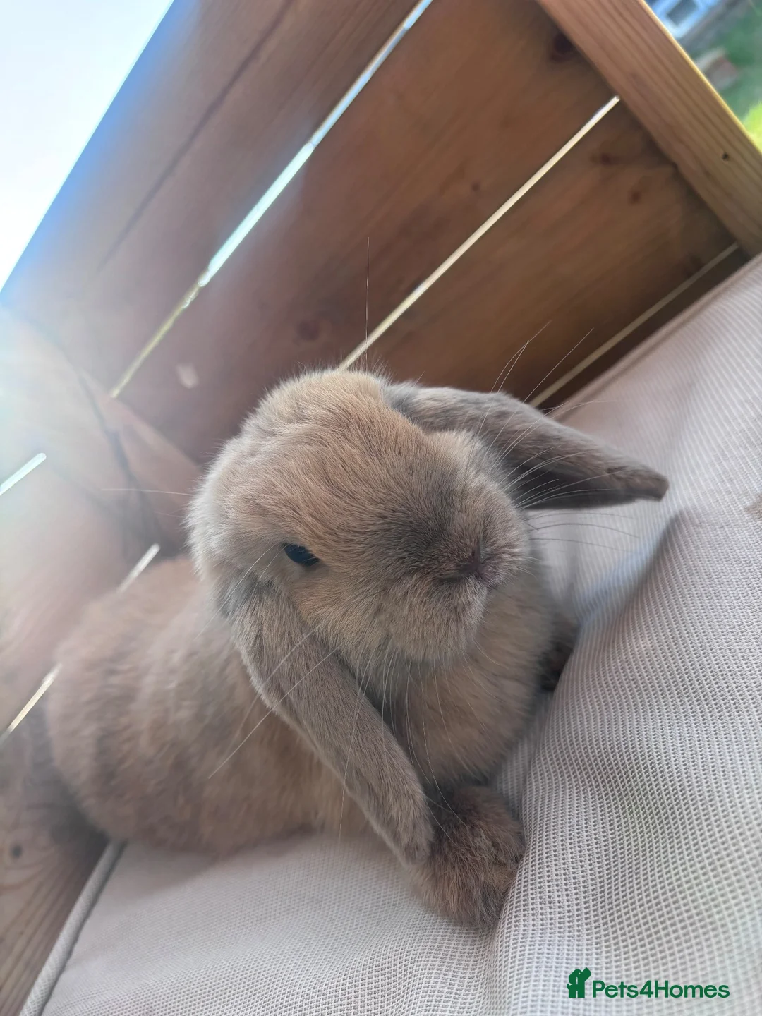 Mini Lop rabbits for sale: Mini lop rabbit  - Advert 1
