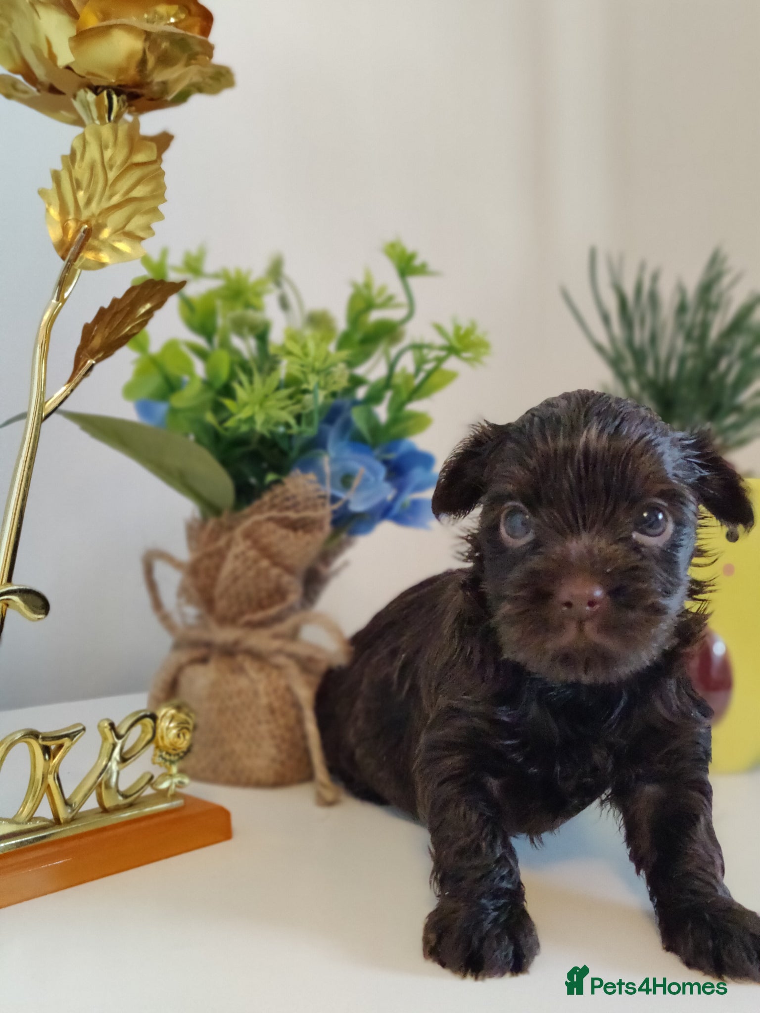 Yorkshire Terrier dogs Unique Chocolate and black Praline Yorkshire  - Advert 14